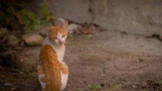 Thumbnail of post image 040