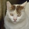 Thumbnail of related posts 136