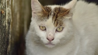 Thumbnail of post image 126