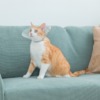 Thumbnail of related posts 115