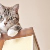 Thumbnail of related posts 004