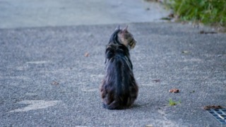 Thumbnail of post image 171