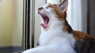 Thumbnail of post image 070