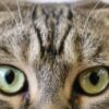 Thumbnail of related posts 095