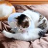 Thumbnail of related posts 174