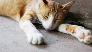 Thumbnail of post image 159