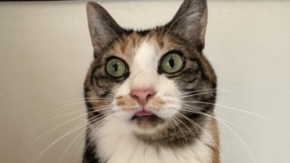 Thumbnail of post image 138