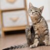 Thumbnail of related posts 161