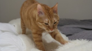 Thumbnail of post image 131