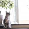 我が家の猫にCatlog導入してみた。～Catlogとは～