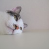 Thumbnail of related posts 158