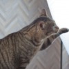Thumbnail of related posts 150