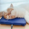 Thumbnail of related posts 114