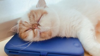 Thumbnail of post image 148