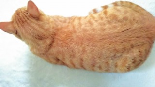 Thumbnail of post image 175
