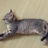 Thumbnail of related posts 076