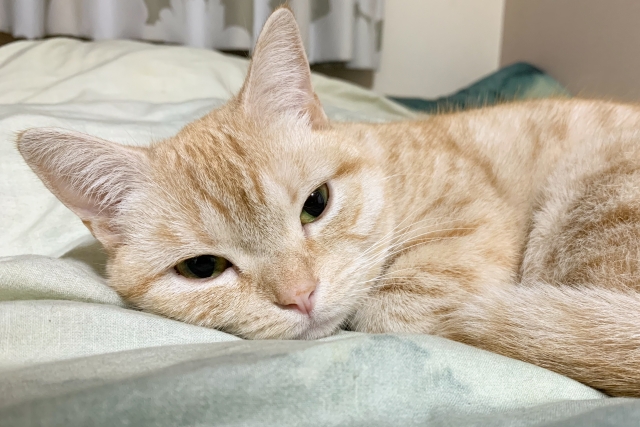 我が家の猫にCatlog導入してみた。~Catlogを使用して2週間~