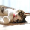 Thumbnail of related posts 154