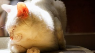 Thumbnail of post image 116