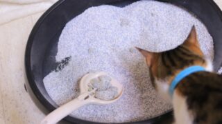 Thumbnail of post image 173