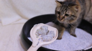 Thumbnail of post image 106