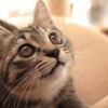 猫とお天気の不思議な関係(季節・暮らしの話題 2015年01月21日) - 日本気象協会 tenki
