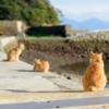2月22日は猫の日 動物が知らせる天気の前兆 - ウェザーニュース