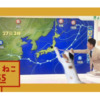 ねこだらけの10分番組　Eテレ『ねこねこ55』から「平井さんと猫」がYouTubeでも公開 -